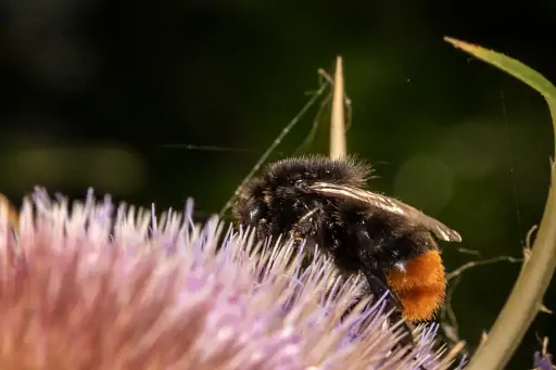 Makro Hummel Auf Distel